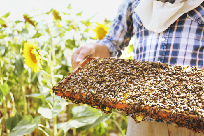 Honey Bees: Everything You Should Know