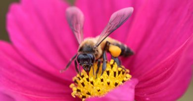 Honey Bees: Everything You Should Know
