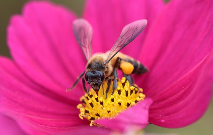 Honey Bees: Everything You Should Know