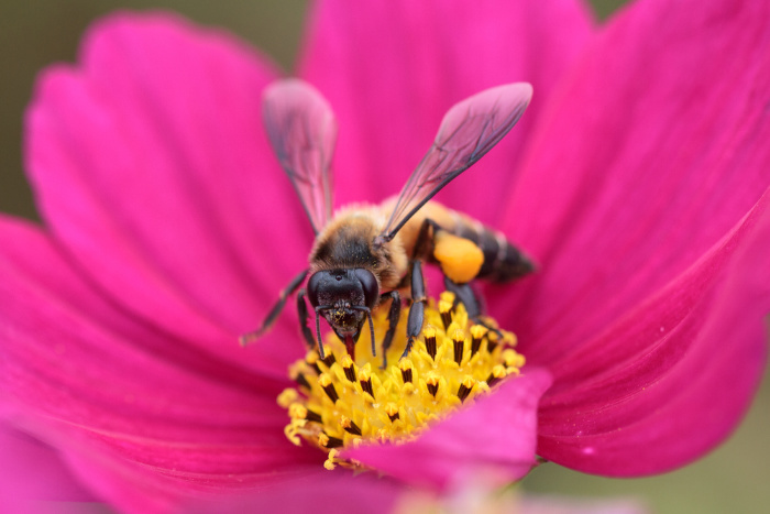 Honey Bees: Everything You Should Know