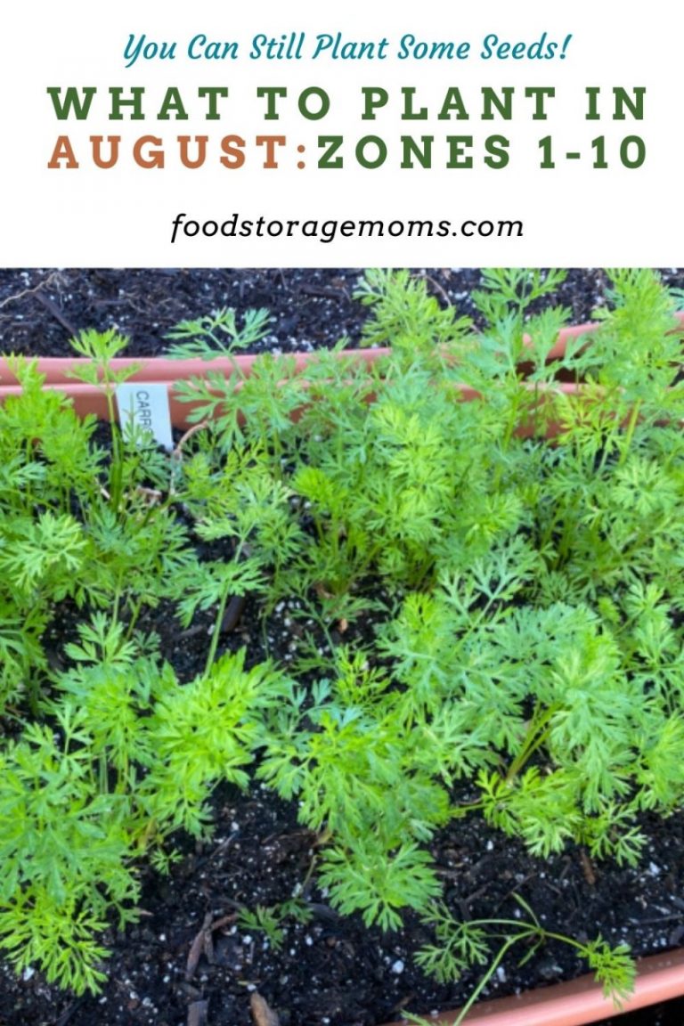 What To Plant In AugustZones 110 Food Storage Moms