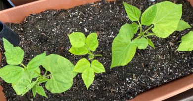 What To Plant In July-Zones 1-10