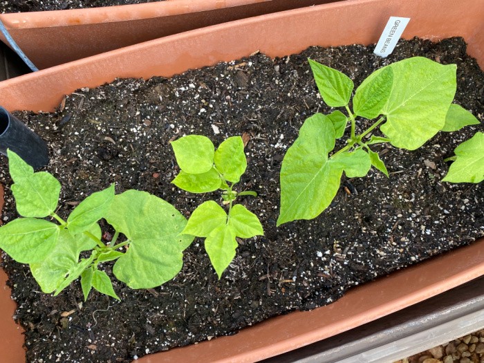 What To Plant In July Food Storage Moms