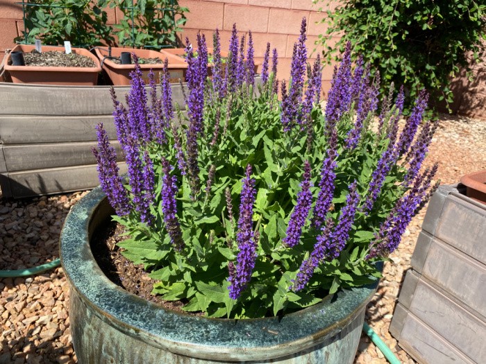 Perennial Salvia