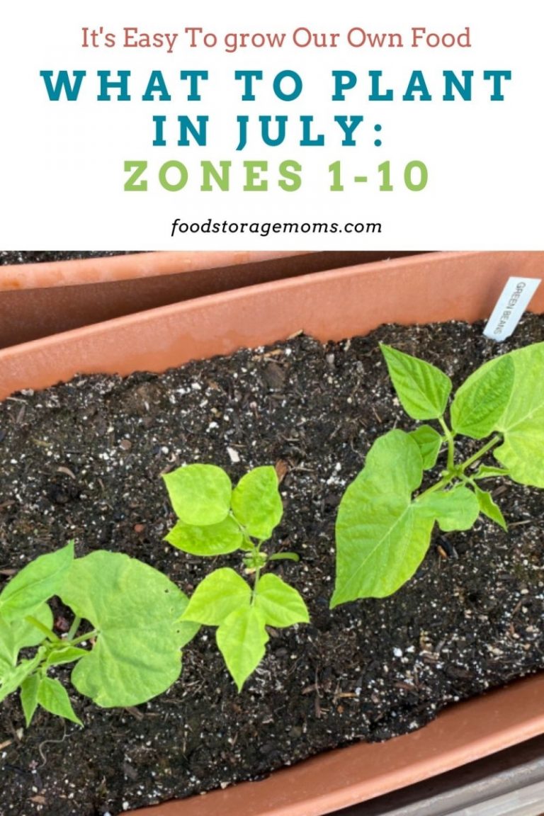 What To Plant In JulyZones 110 Food Storage Moms