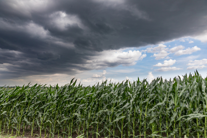 Is There a Corn Shortage? Iowa Derecho Damage