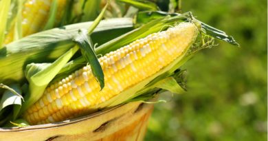 Is There a Corn Shortage? Iowa Derecho Damage