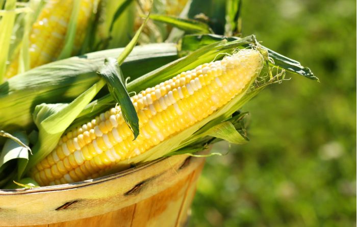 Is There a Corn Shortage? Iowa Derecho Damage