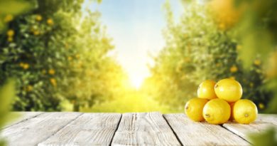 Lemon Trees: What You Need to Know