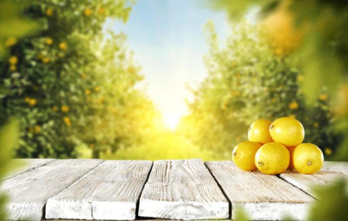 Lemon Trees: What You Need to Know