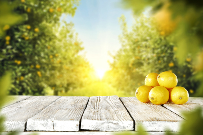 Lemon Trees: What You Need to Know