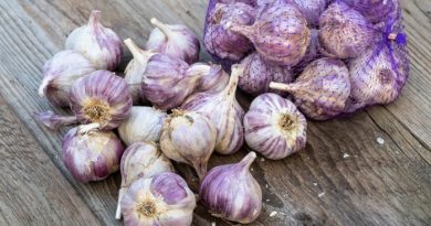 What to Plant in September-Zones 1-10