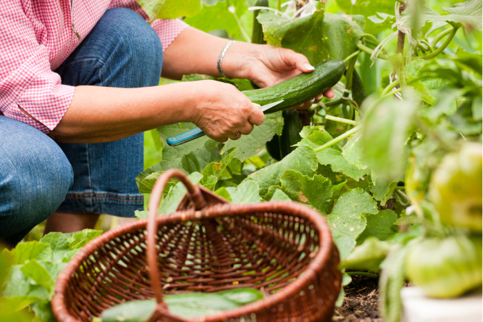 What to Plant in a Victory Garden