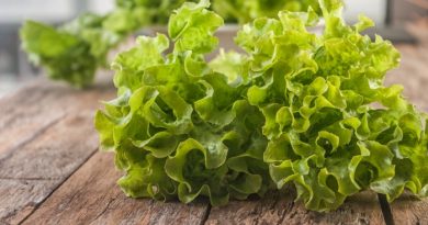 What To Plant In October-Zones 1-10