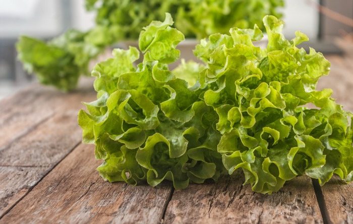 What To Plant In October-Zones 1-10