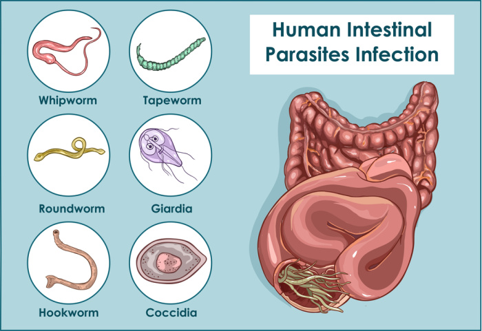 Dealing with Parasites: How to Heal Yourself