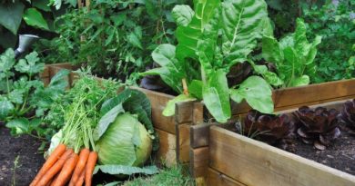 Dos and Don’ts for Gardening Your First Year