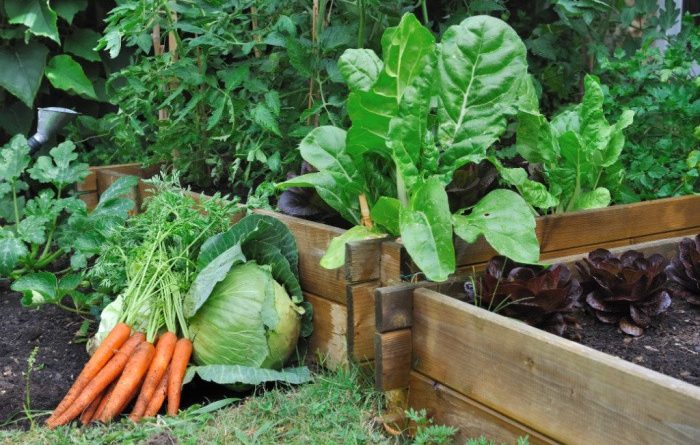 Dos and Don’ts for Gardening Your First Year