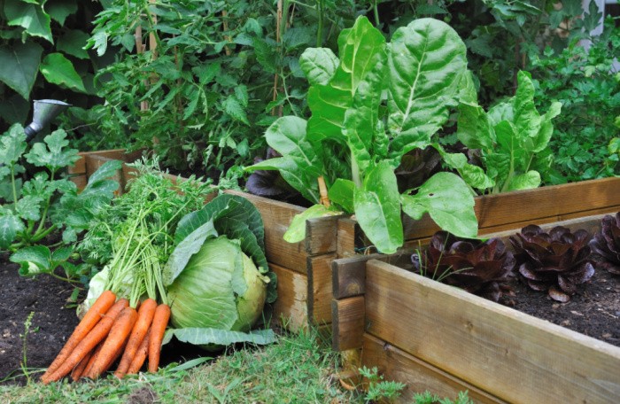 Dos and Don’ts for Gardening Your First Year