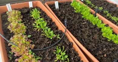 How to Start a Garden
