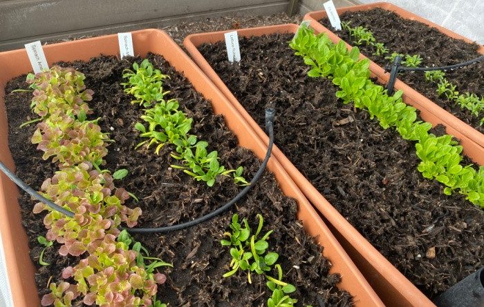How to Start a Garden