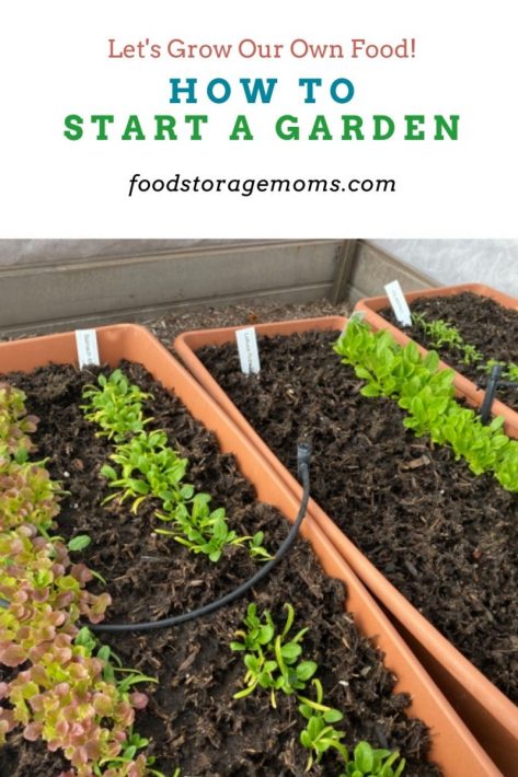 How to Start a Garden