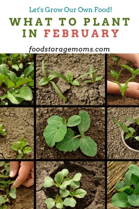 Planting Seeds To Grow Our Own Food