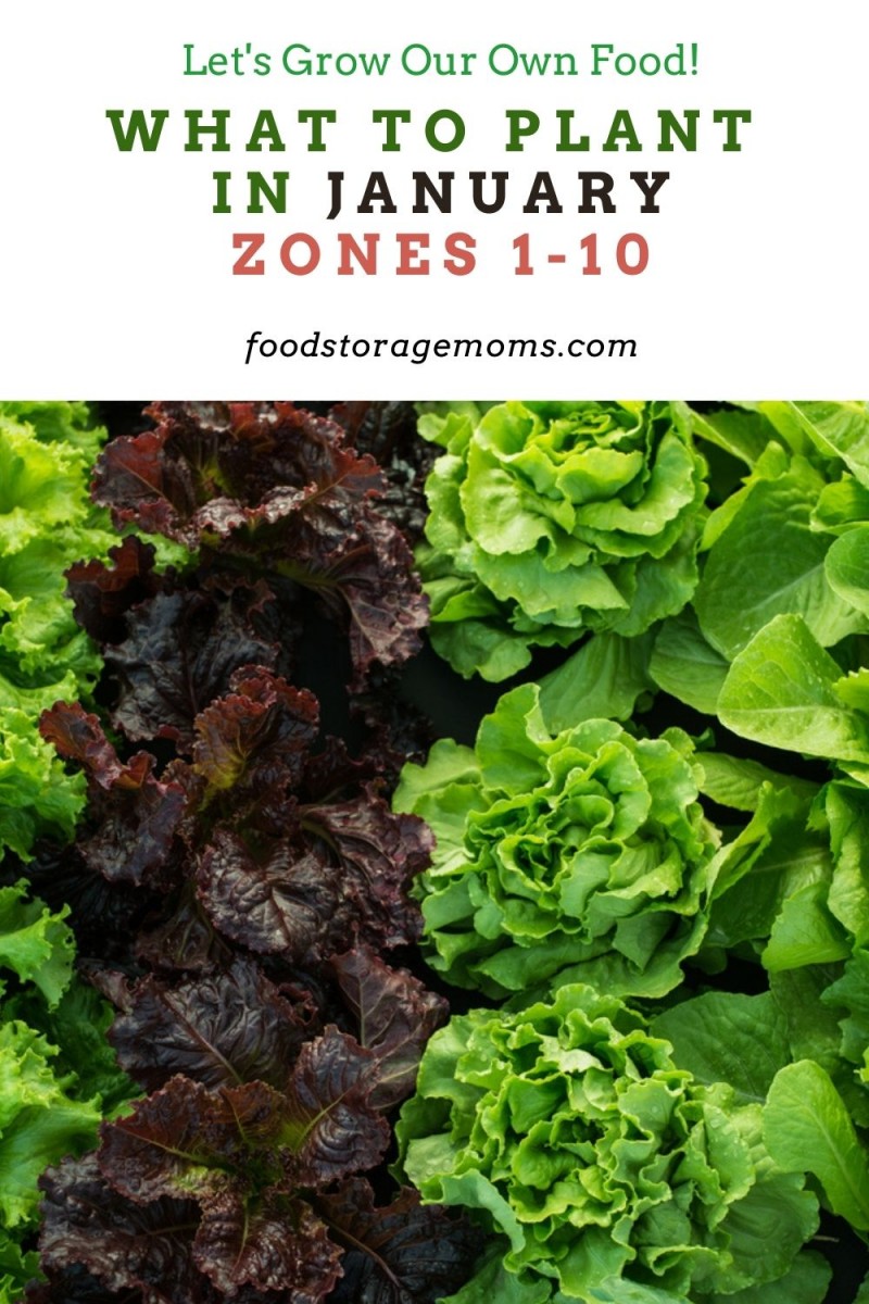 What to Plant in JanuaryZones 110 Food Storage Moms