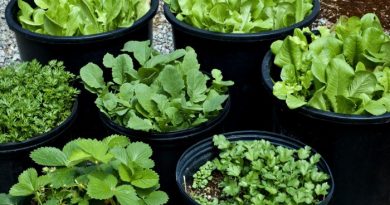 Best Vegetables to Grow in Pots