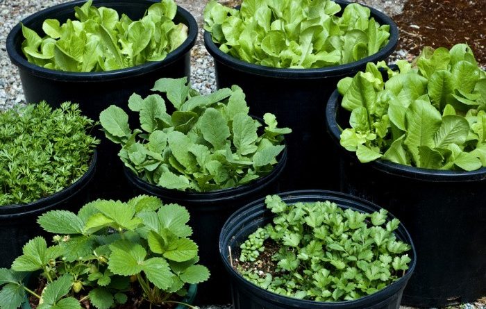 Best Vegetables to Grow in Pots