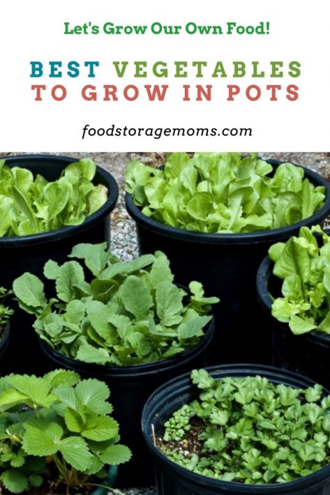 Best Vegetables to Grow in Pots