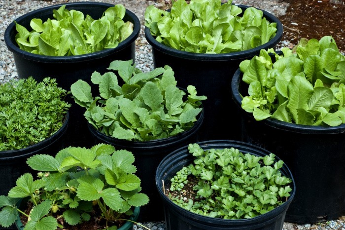 Best Vegetables to Grow in Pots