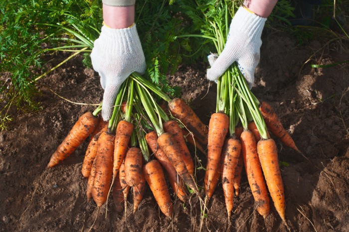 Carrots are Easy To Grow