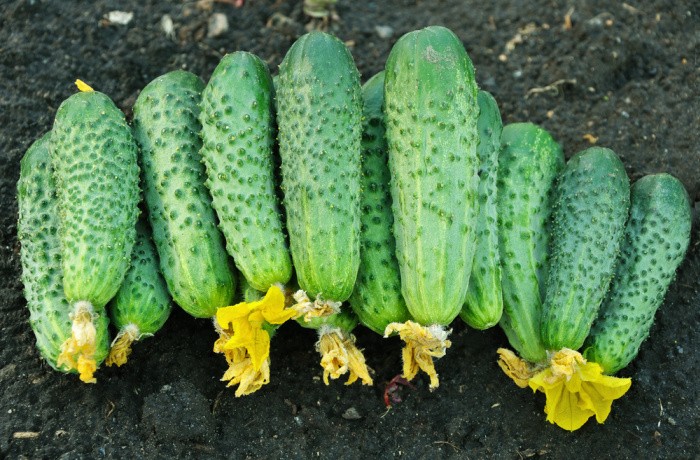 Growing Cucumbers