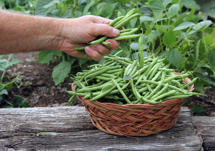 Green Beans Growing