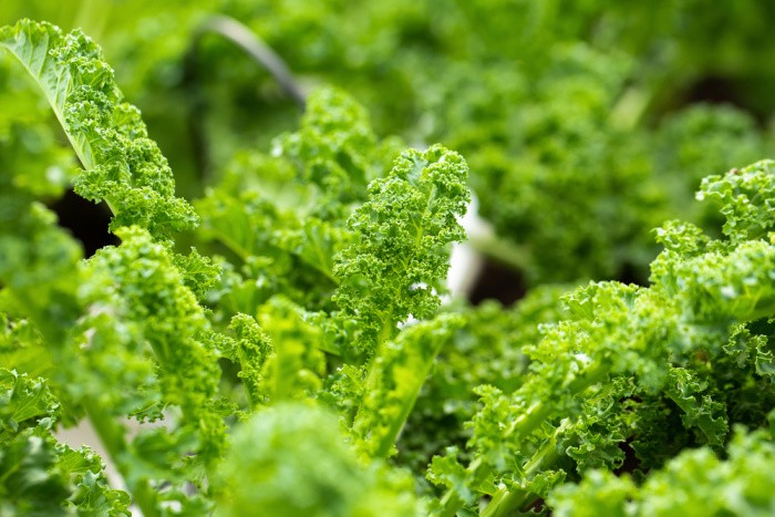 Kale Growing in The Garden