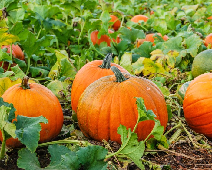 Easy Vegetables Anyone Can Grow