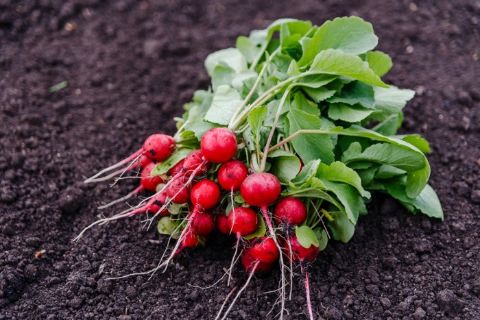 Easy Vegetables Anyone Can Grow