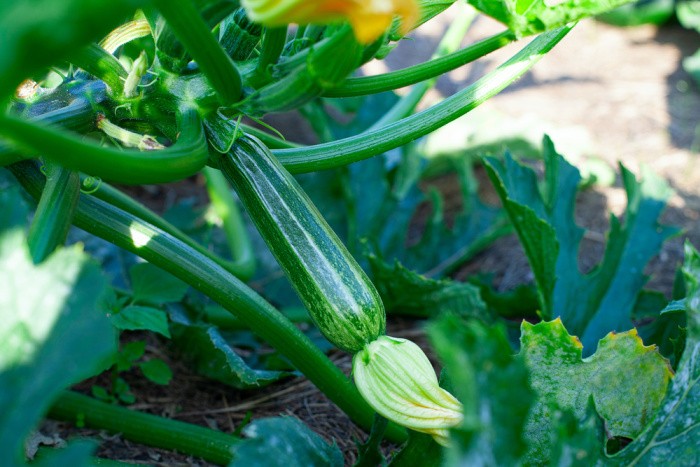 Easy Vegetables Anyone Can Grow