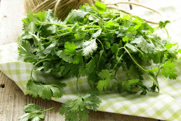 Cilantro herbal Remedies