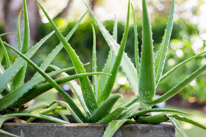 Herbal Remedies Straight from the Garden