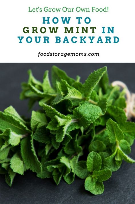How to Grow Mint in Your Backyard