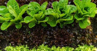 10 Tips to Improve Your Garden Soil