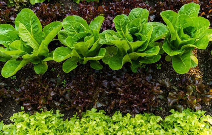 10 Tips to Improve Your Garden Soil
