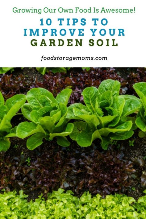 10 Tips to Improve Your Garden Soil