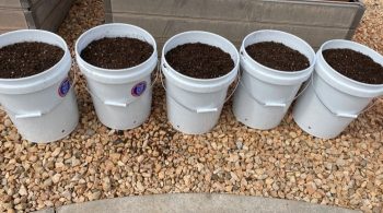 How to Garden With 5-Gallon Buckets - Food Storage Moms