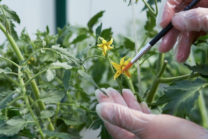 Pollinate Tomatoes by Hand