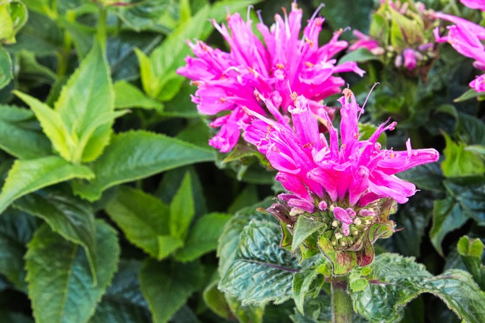 Pink Bee Balm