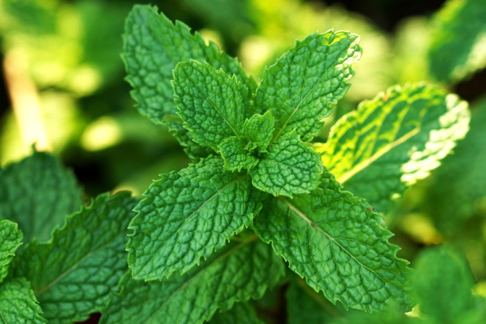 The Best Herbal Plants to Grow for Homemade Tea