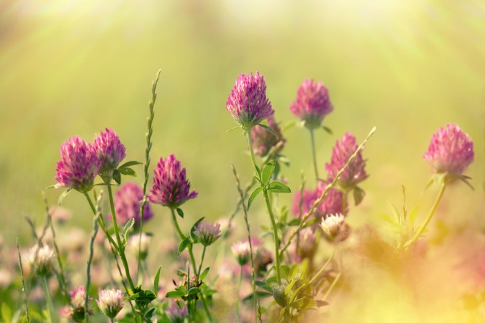 Red Clover